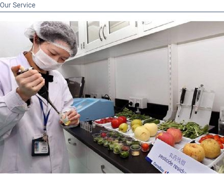 Fresh Romaine Lettuce(图3)