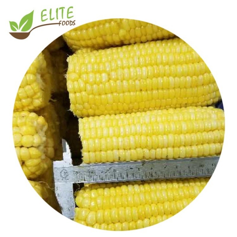 IQF Frozen Sweet Corn Cob