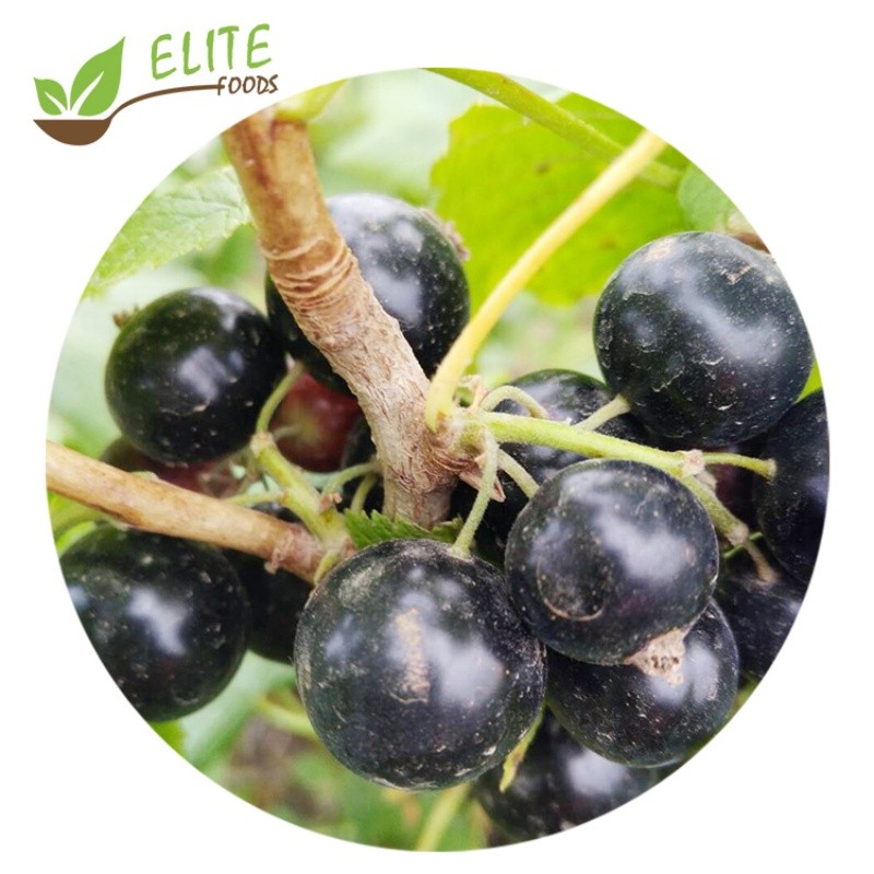 IQF Frozen Blackcurrant