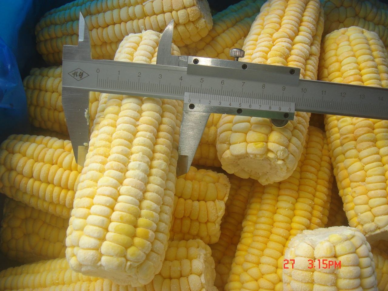 IQF Frozen Sweet Corn Cob(图2)