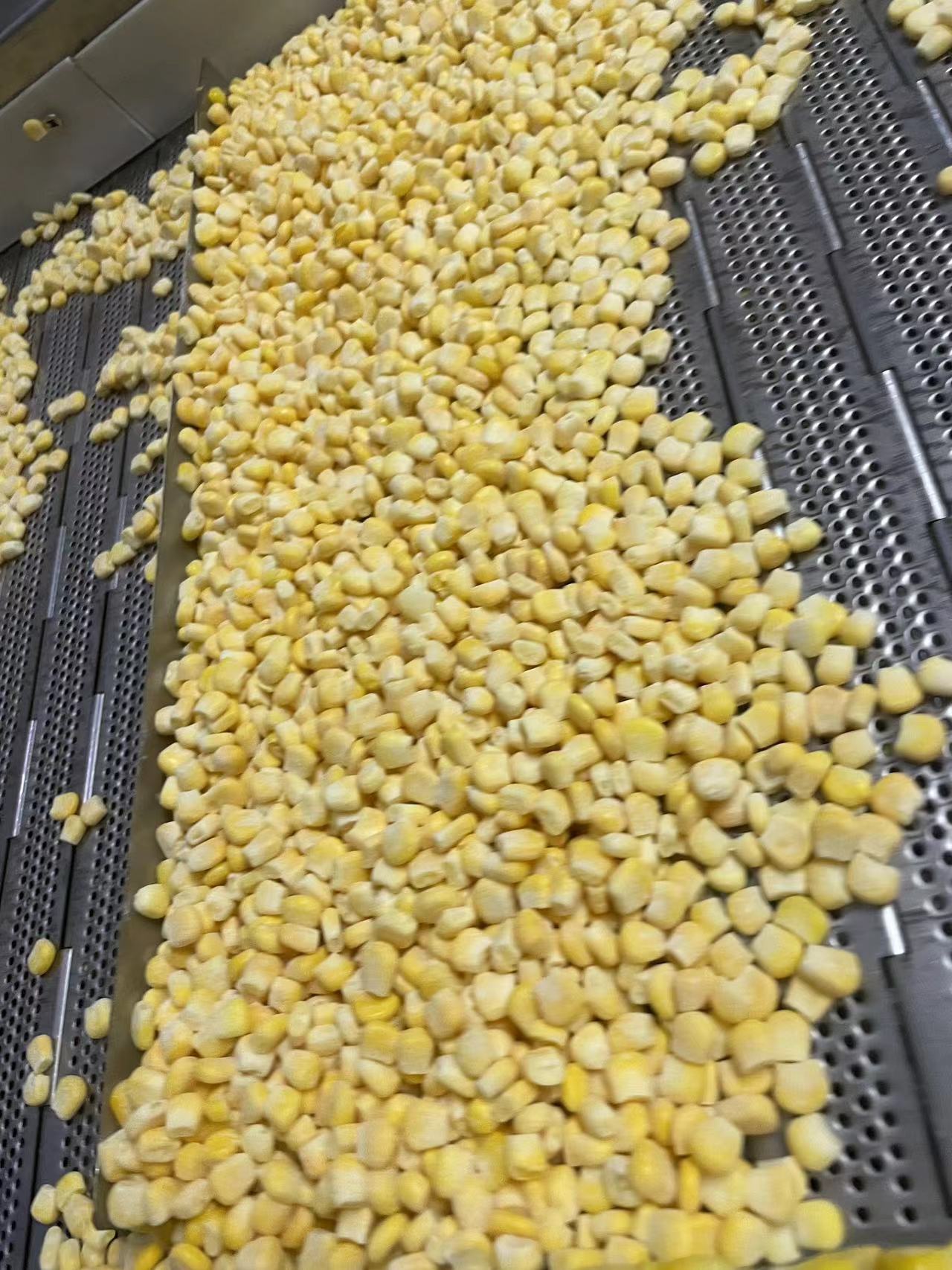 IQF Frozen Sweet Corn Kernels(图4)