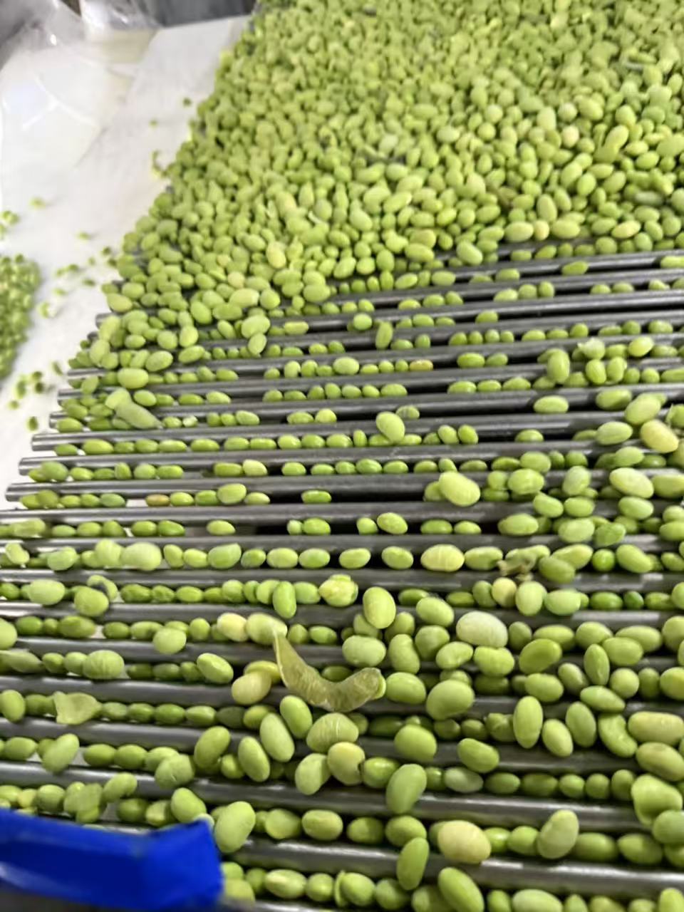IQF Frozen Edamame Kernels(图3)