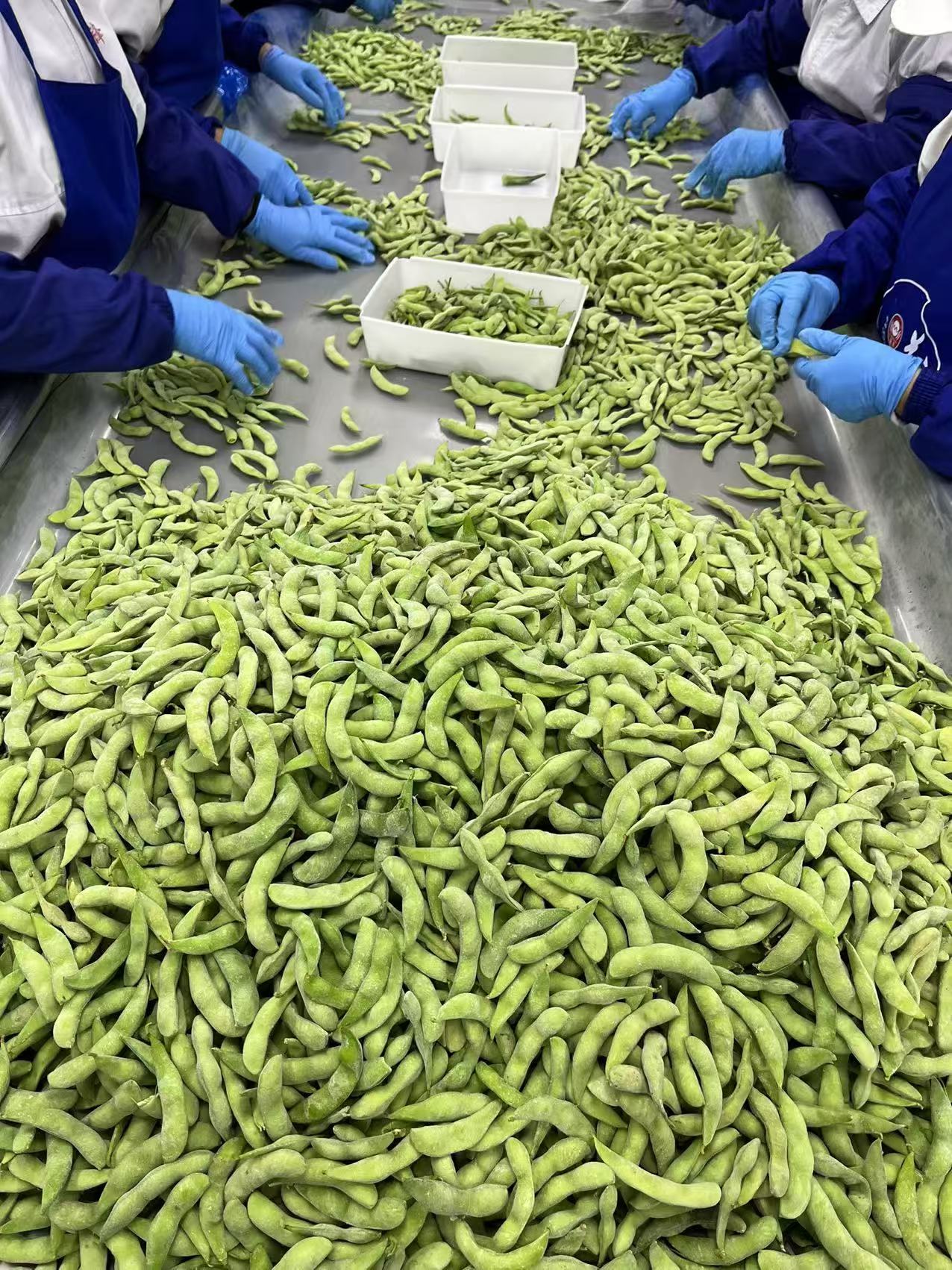 IQF Frozen Edamame in Pod(图4)