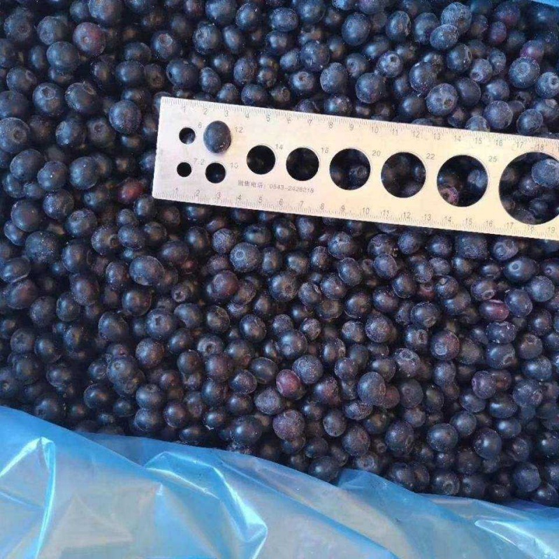 IQF Frozen Blueberry(图4)