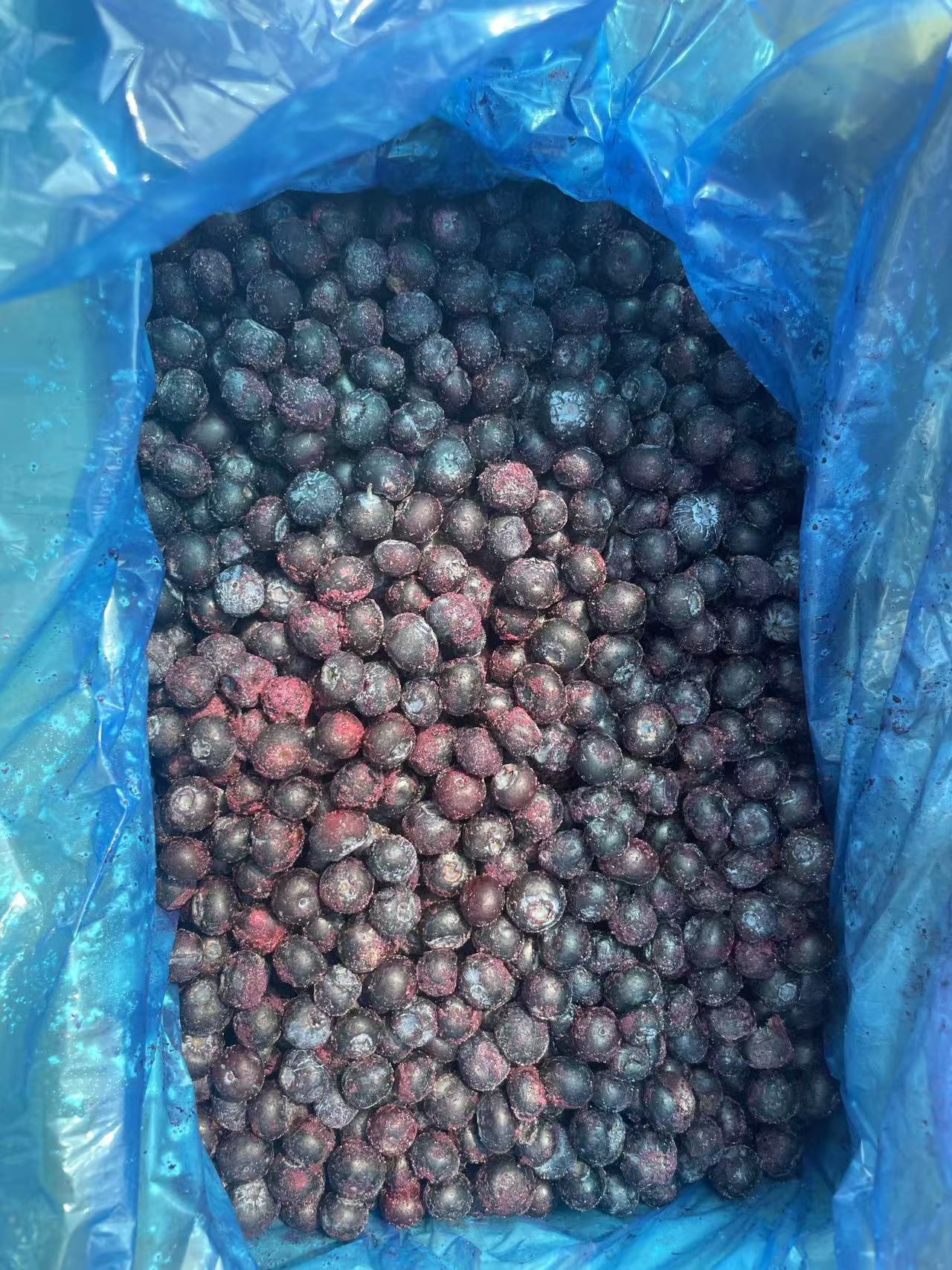 IQF Frozen Blueberry(图2)