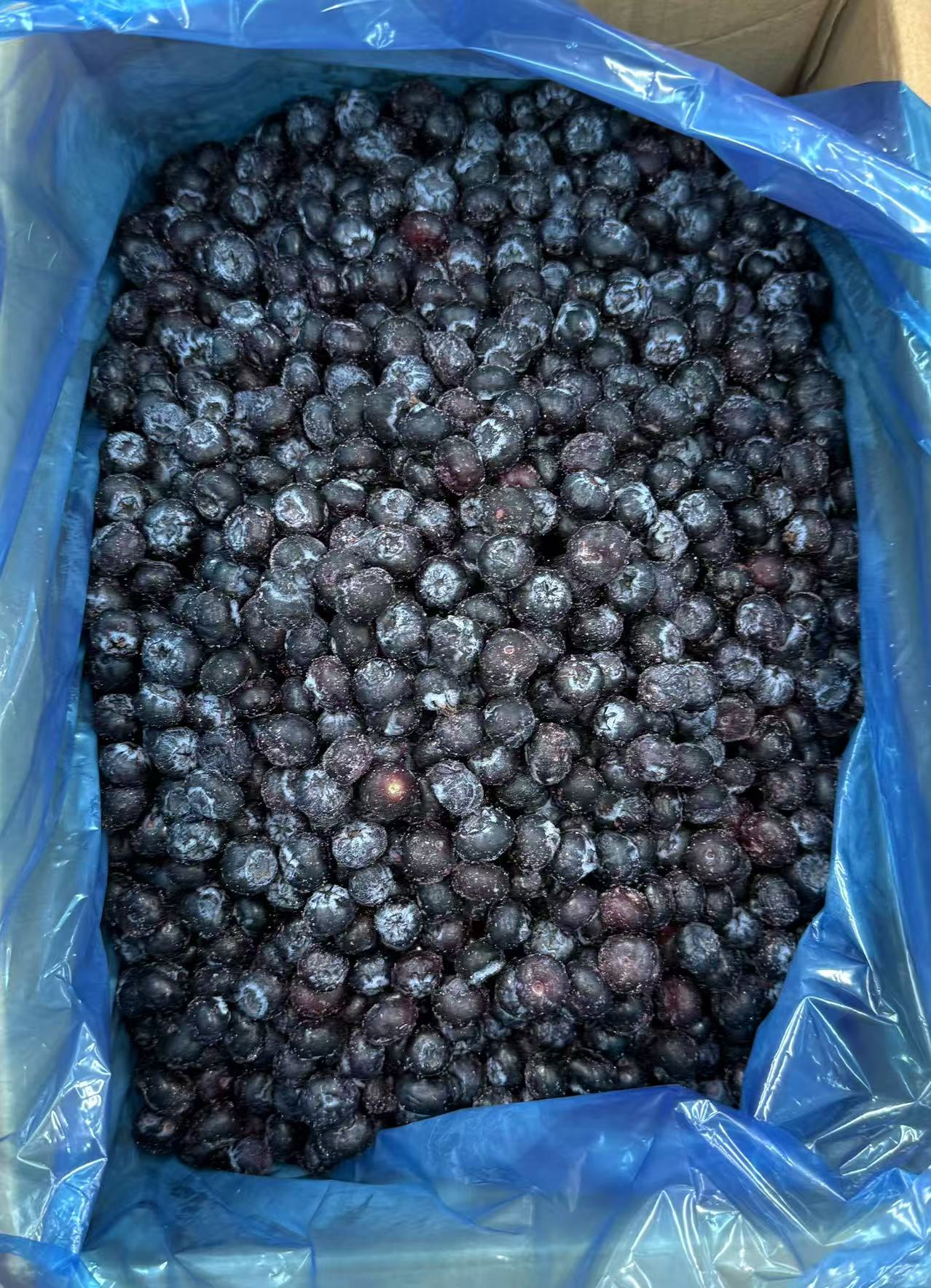 IQF Frozen Blueberry(图3)