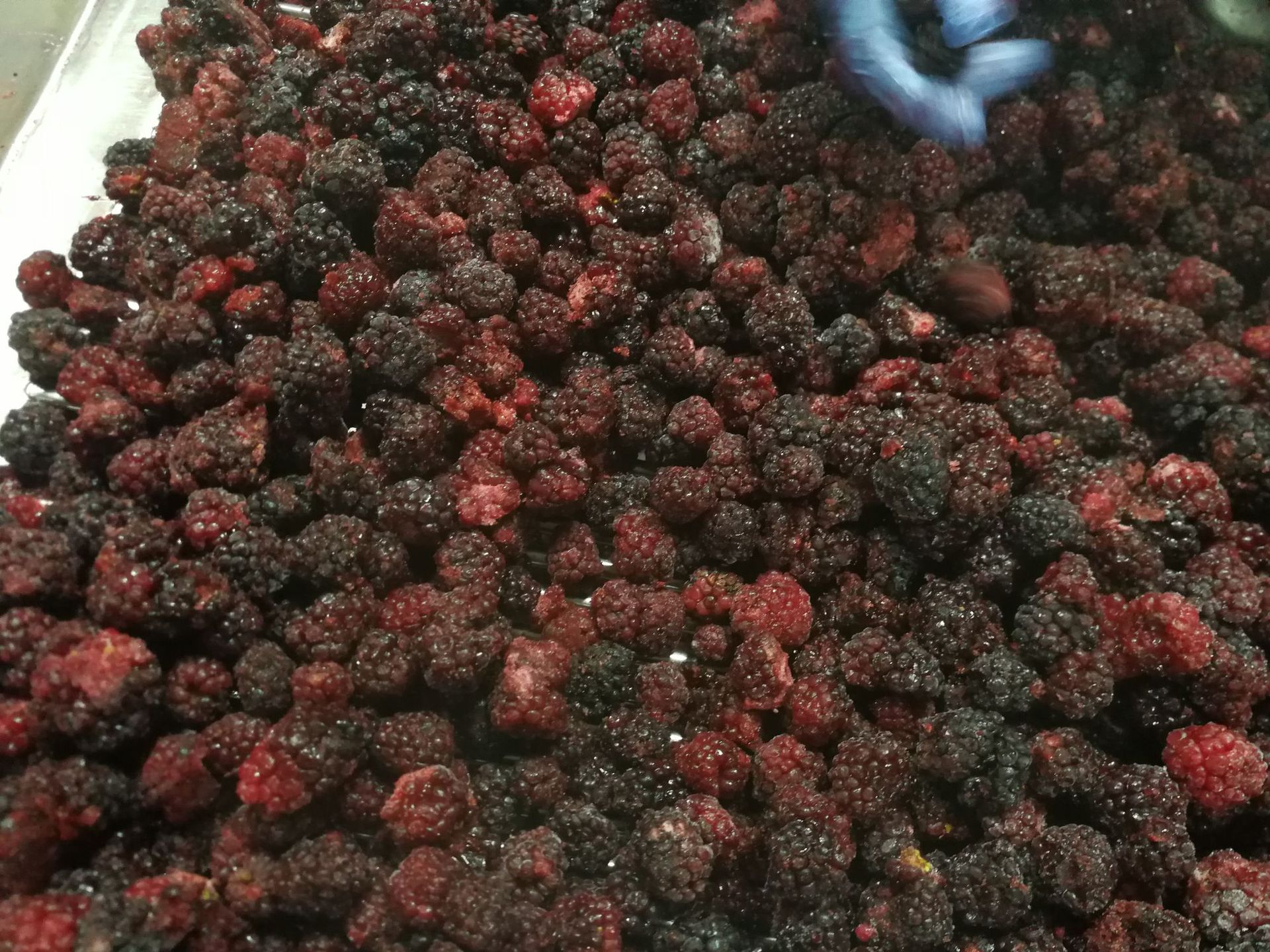 IQF Frozen Blackberry(图2)