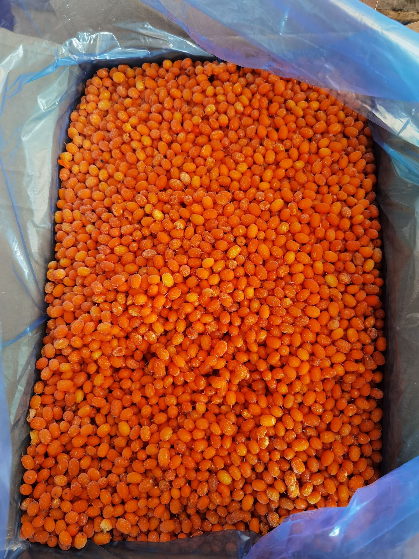 IQF Frozen Seabuckthorn Berry(图3)