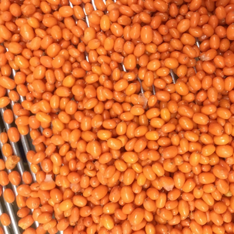 IQF Frozen Sea Buckthorn (图2)